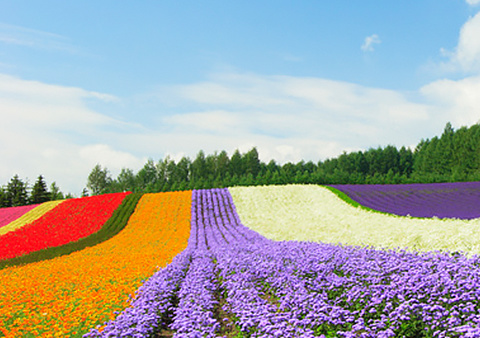 北海道格安ツアー情報