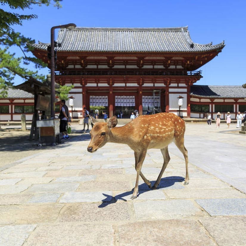 奈良格安ツアー情報