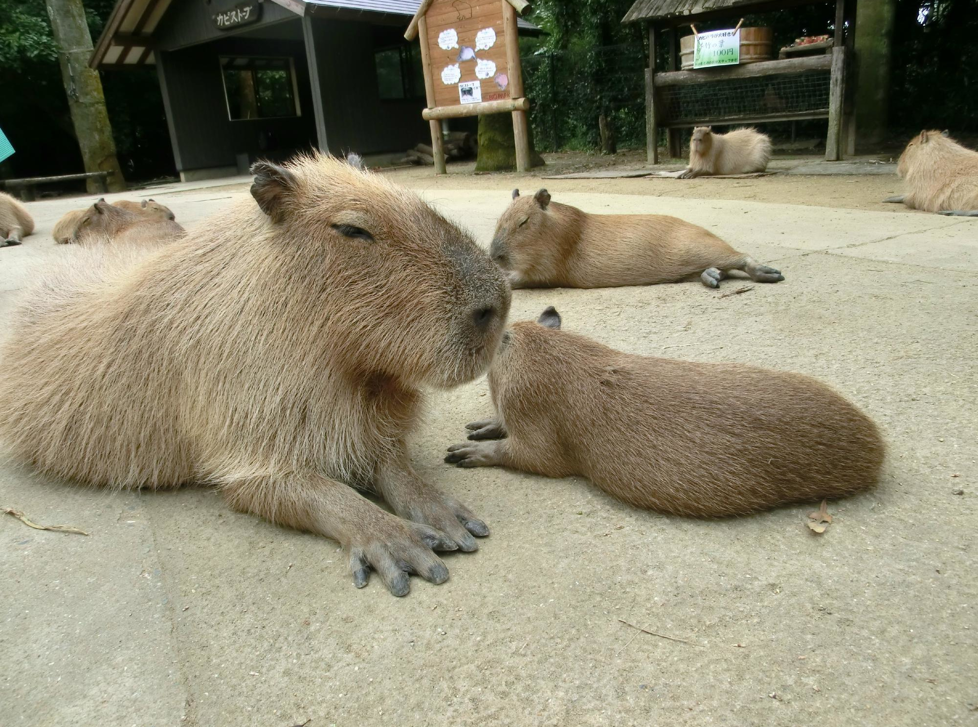 東京発 ハウステンボスへjalで行く格安パック ハウステンボス周辺シティホテル指定フリープラン2日 3日 4日 5日