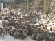 高崎山自然動物園
