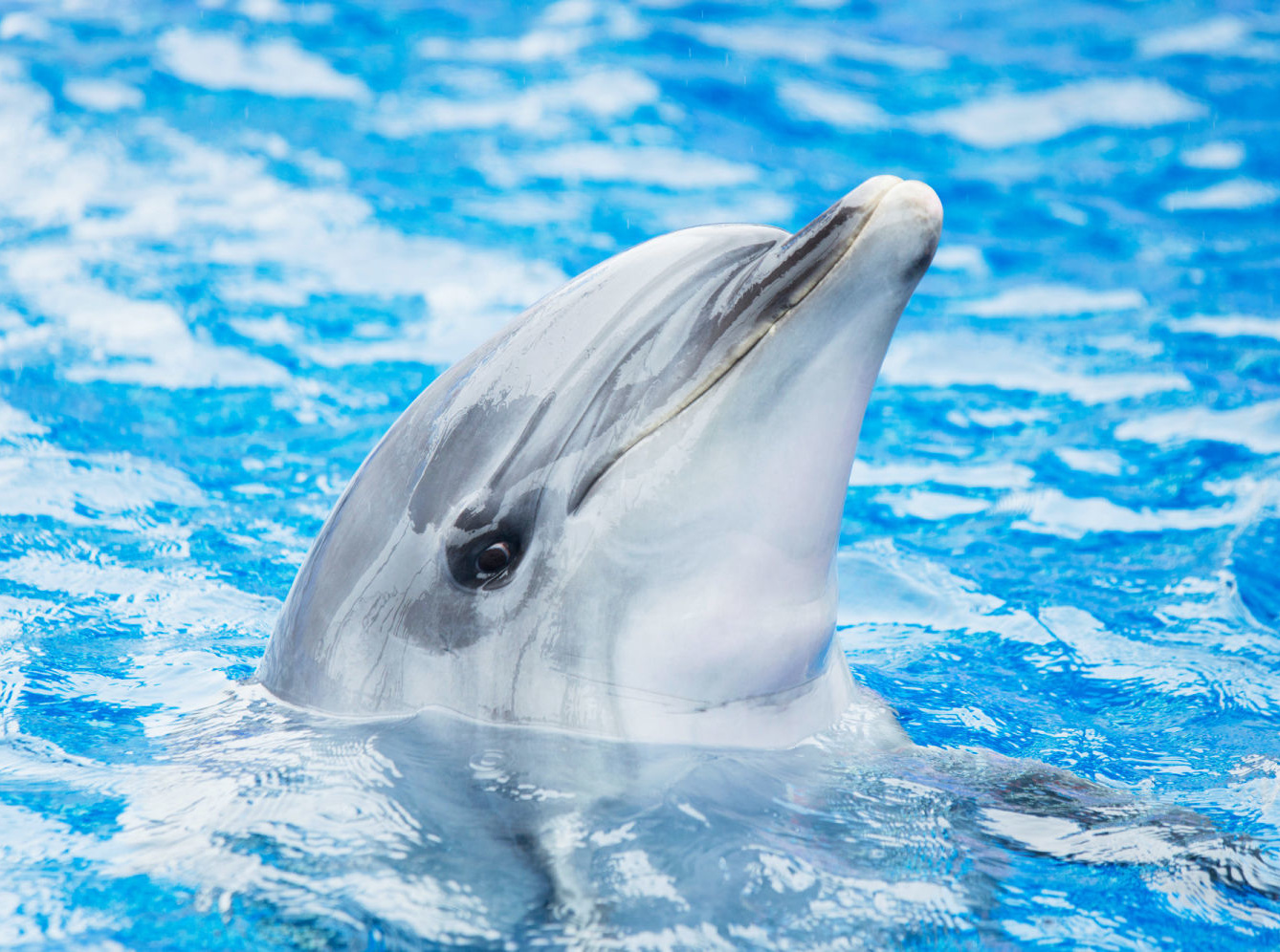 大分マリーンパレス水族館  うみたまご