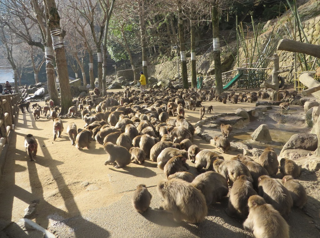 高崎山自然動物園