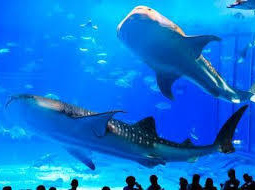 沖縄美ら海水族館