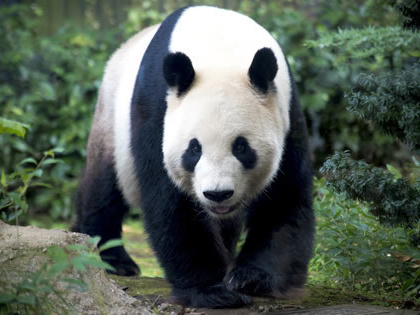 上野動物園