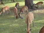 奈良公園