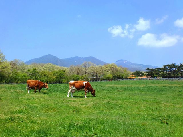 那須高原南ヶ丘牧場