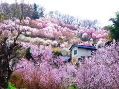 花見山公園