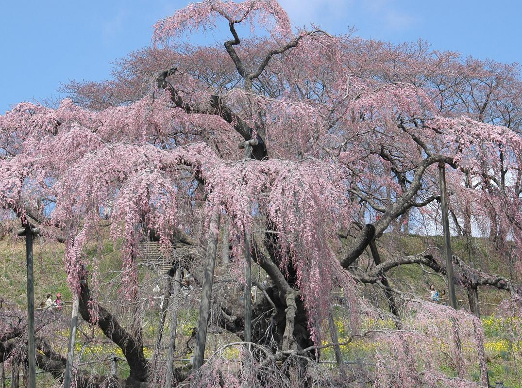 三春滝桜