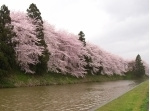 ■霞城公園(山形城跡)