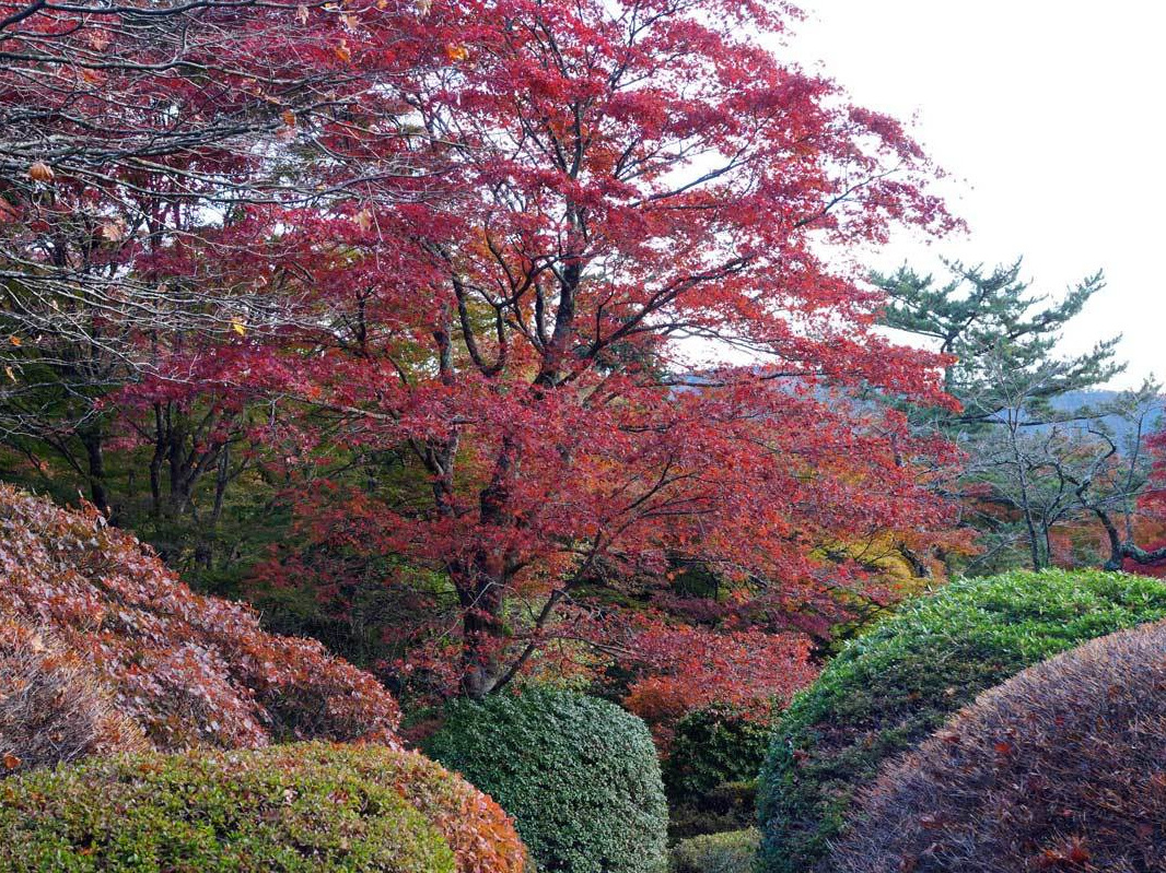 箱根小涌園 蓬莱園