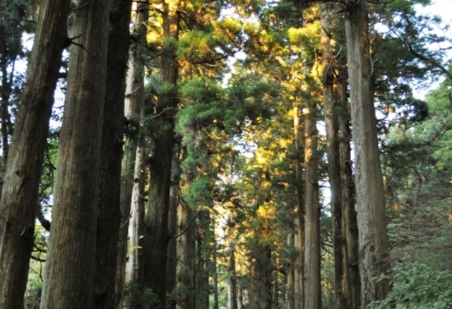 箱根旧街道杉並木