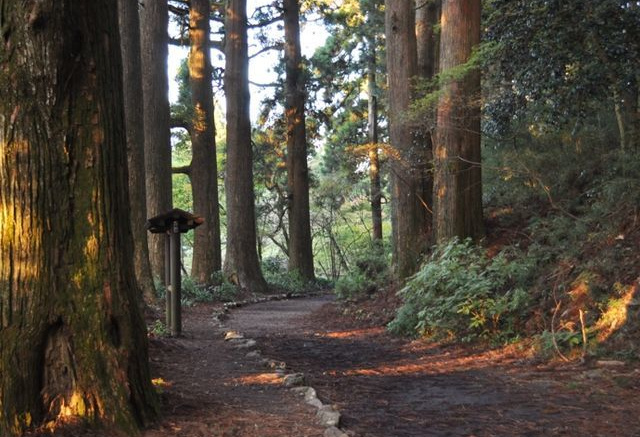 箱根旧街道杉並木