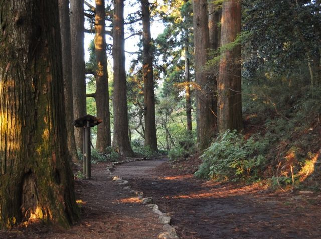 箱根旧街道杉並木
