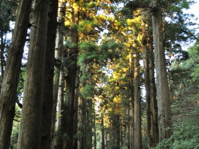 箱根旧街道杉並木
