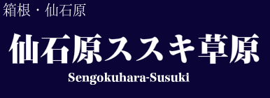 仙石原ススキ草原