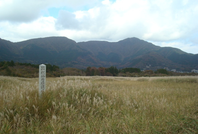 仙石原湿原植物群落
