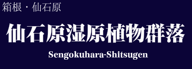 仙石原湿原植物群落