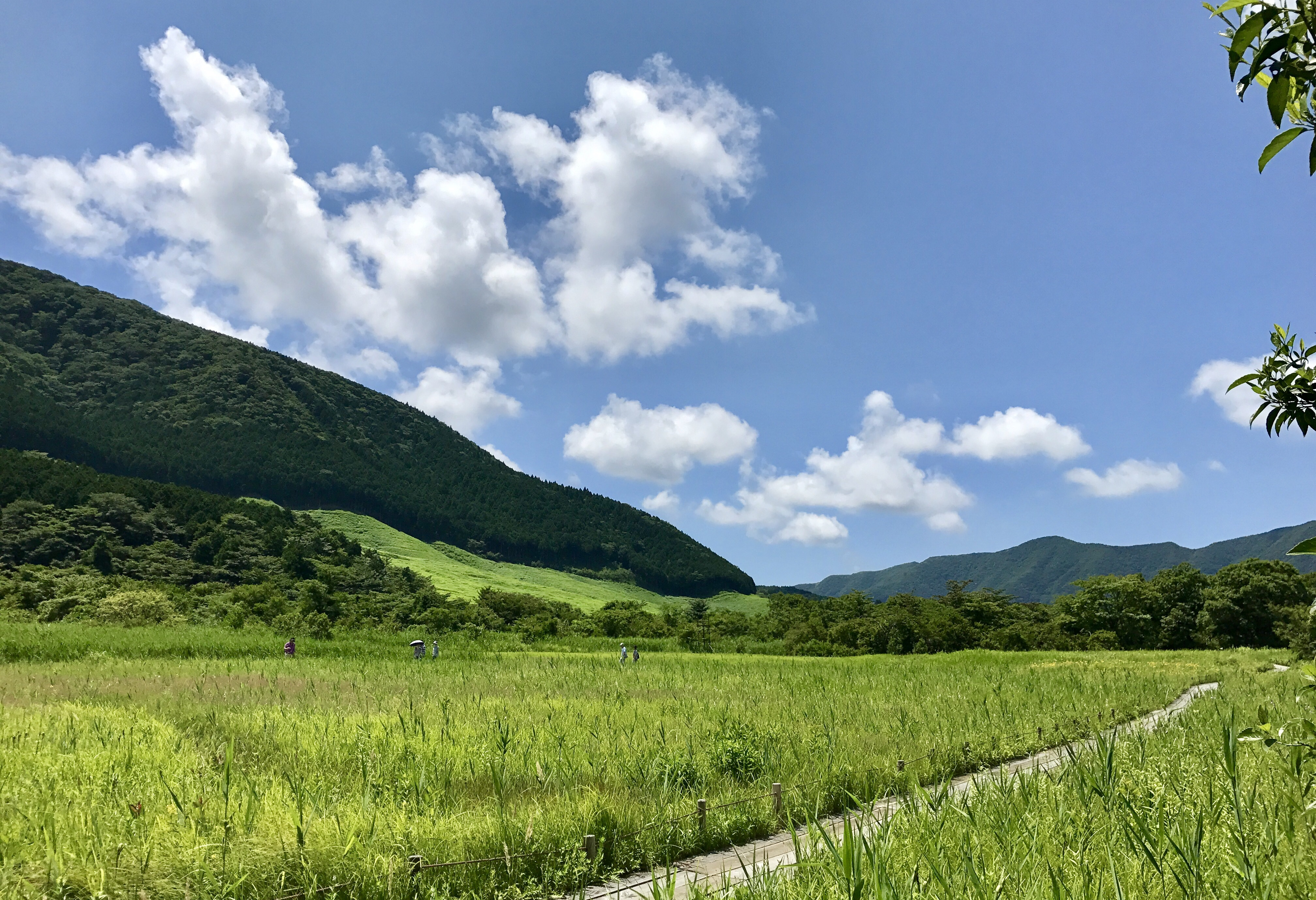 箱根湿生花園