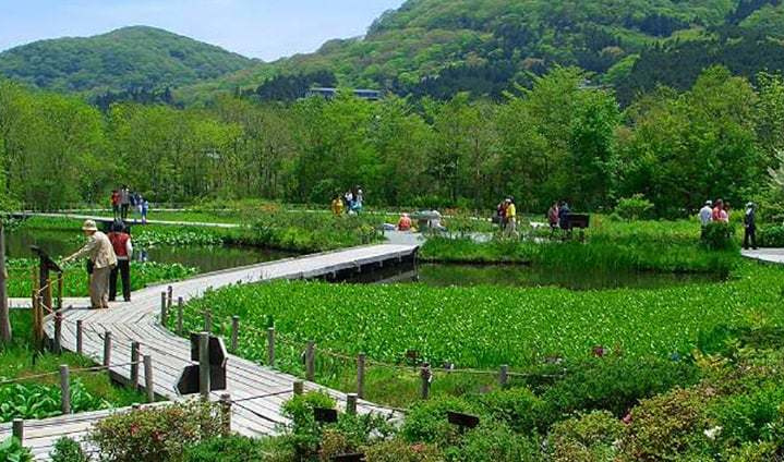 箱根湿生花園