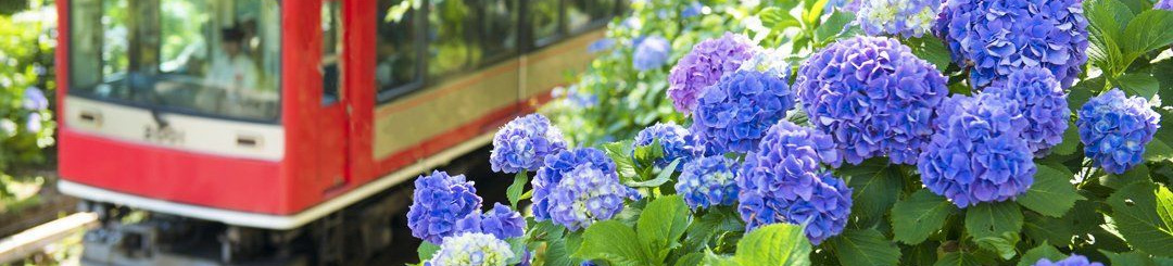 あじさい電車