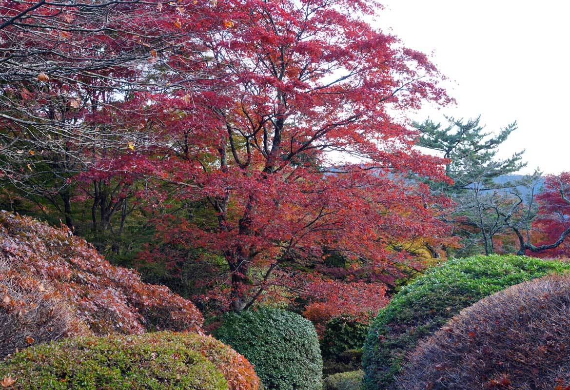 箱根小涌園 蓬莱園