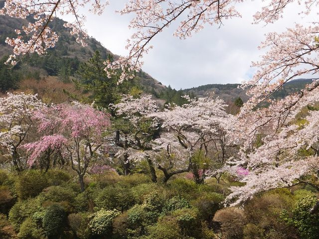 箱根小涌園 蓬莱園