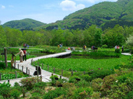 箱根湿生花園