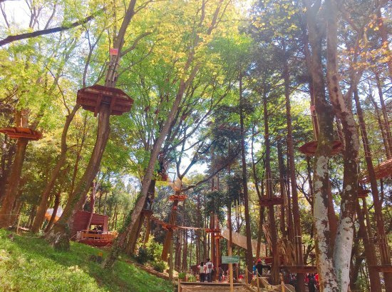 フォレストアドベンチャー・箱根