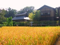 田んぼ
