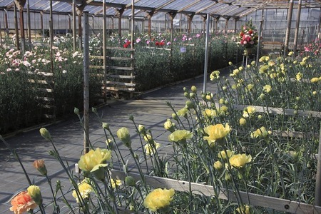 かわづカーネーション見本園 伊豆 河津周辺 アクセス情報 施設情報 格安宿泊情報 往復jr 宿泊セットプラン