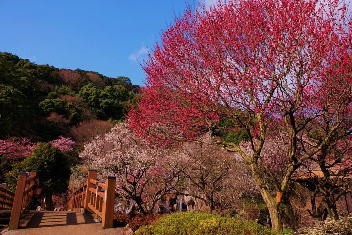 熱海梅園