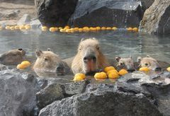 伊豆シャボテン動物公園