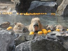 伊豆シャボテン動物公園