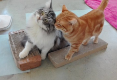 ねこの博物館