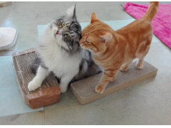 ねこの博物館
