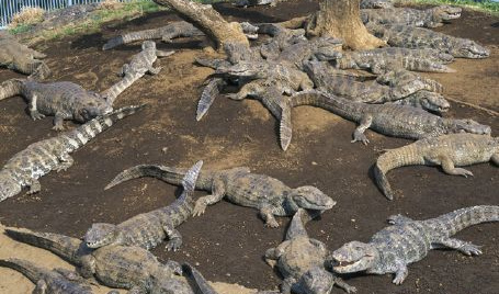 熱川バナナワニ園