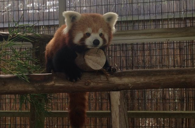 熱川バナナワニ園