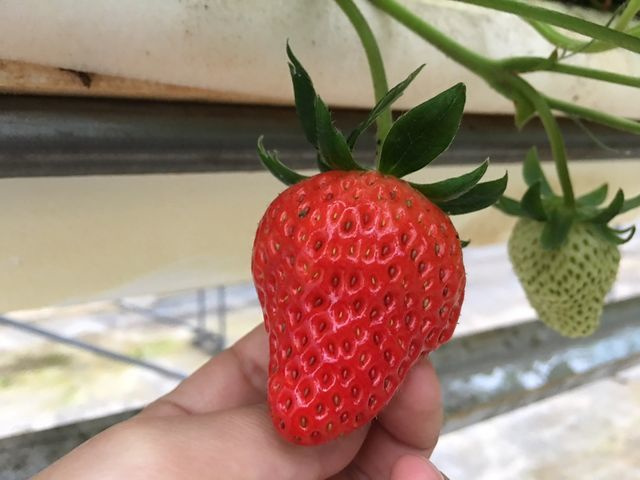 ストロベリー金指園