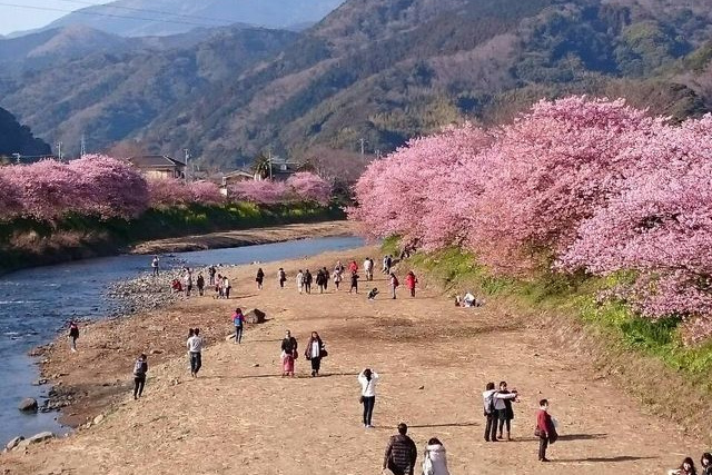 河津桜