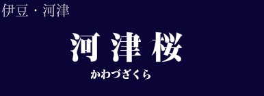 河津桜