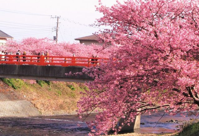 河津桜