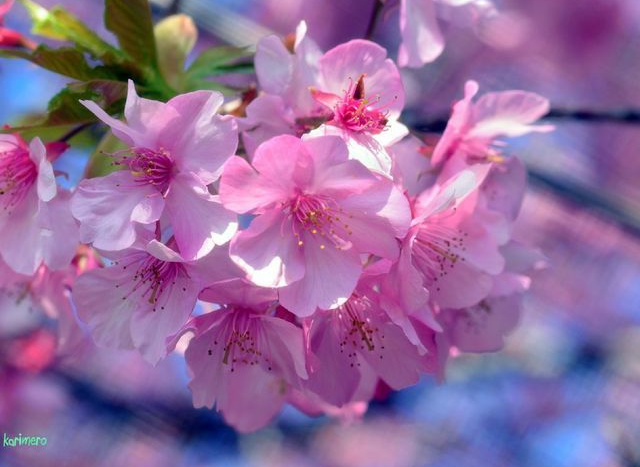 河津桜
