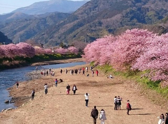 河津桜
