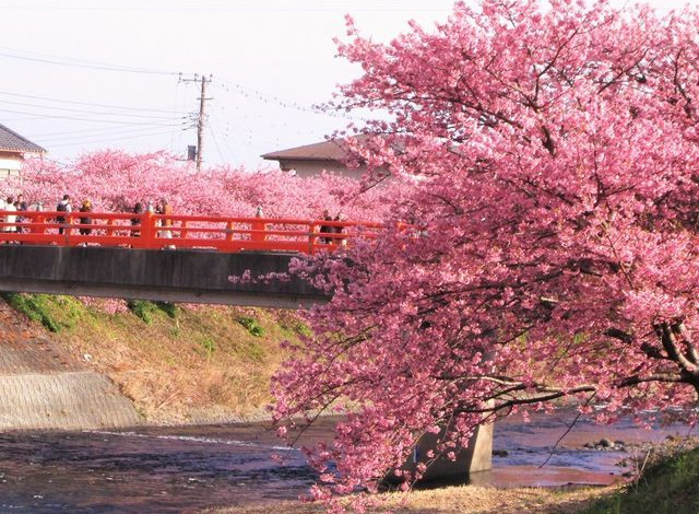 河津桜