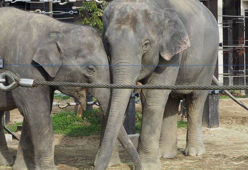 京都市動物園