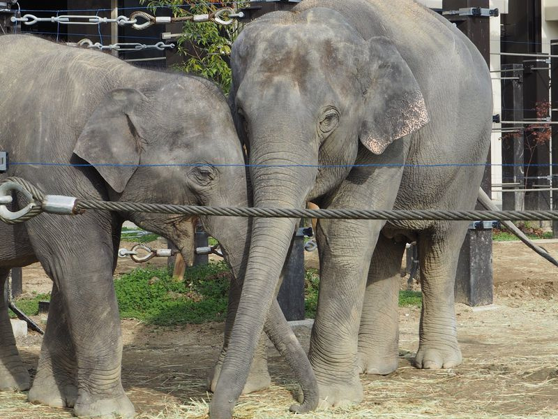 京都市動物園