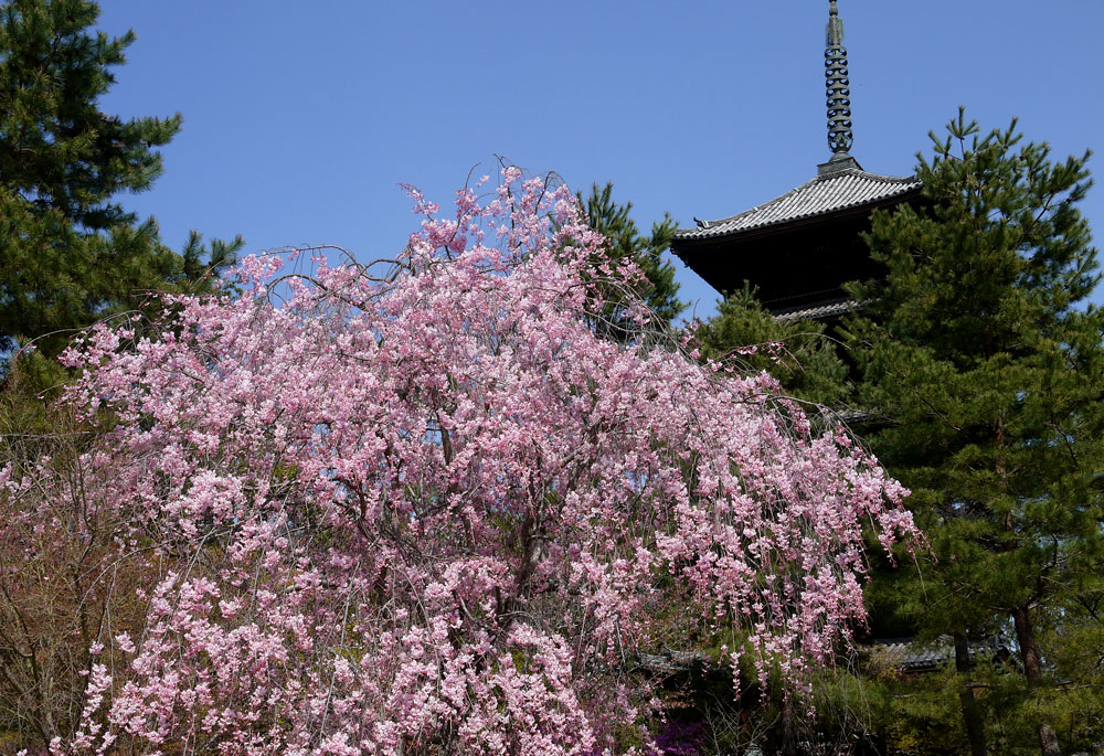 仁和寺