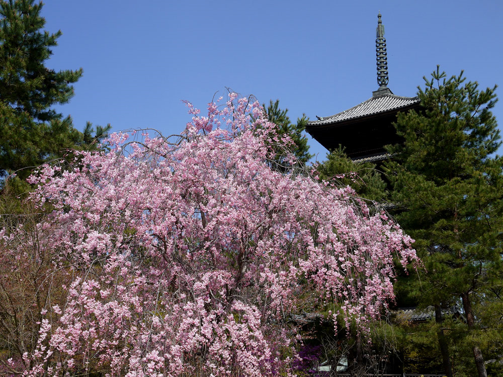 仁和寺